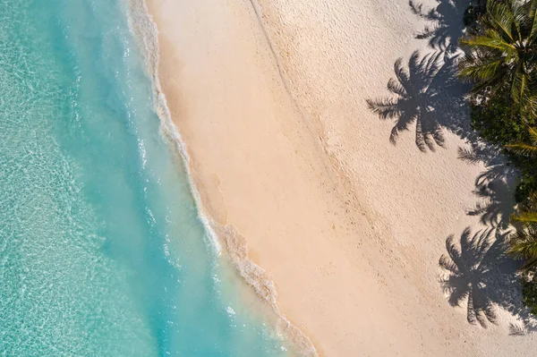 Krásná Tropická Pláž Palmami — Stock fotografie