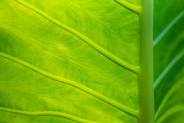 Tropical Green Leaf Background Texturre — Stock Photo, Image