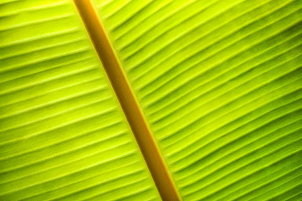 Тропическая Текстура Зелёного Листа — стоковое фото