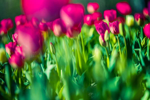 Krásné Tulipánové Květiny Zahradě — Stock fotografie