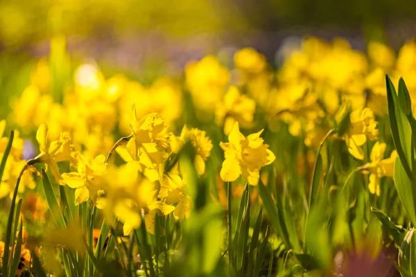 庭の美しい黄色の花 — ストック写真