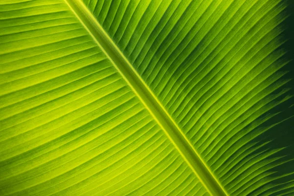 Tropical Green Leaf Background Texture — Stock Photo, Image