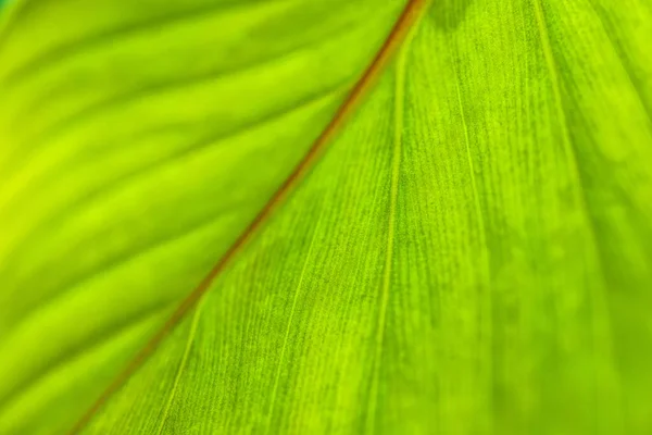 Hoja Verde Tropical Fondo Texturre —  Fotos de Stock