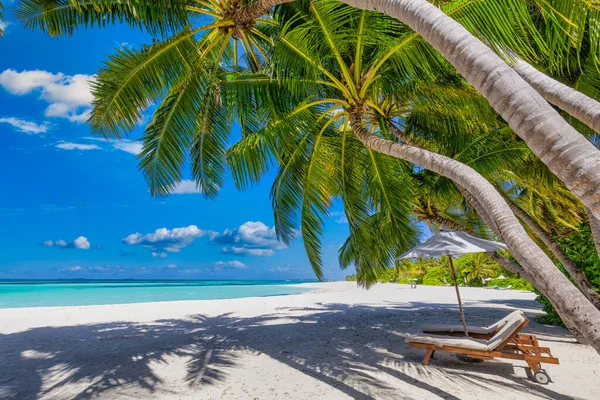 Vakker Tropisk Strand Med Paraply Stoler – stockfoto