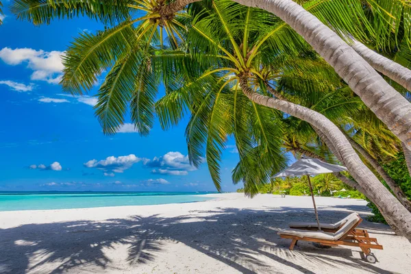 Şemsiyeli ve sandalyeli güzel tropikal plaj