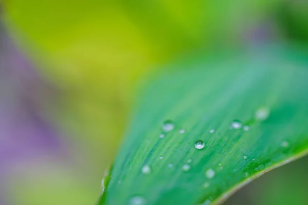 Close Green Leaf Water Drops — Stock Photo, Image