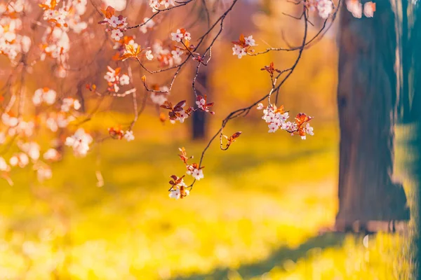 Bela Árvore Flores Dia Ensolarado Primavera — Fotografia de Stock
