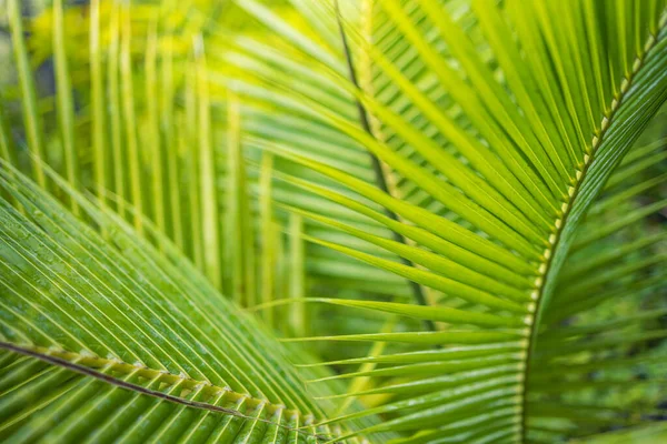 Green Palm Leaves Tropical Garden — Stock Photo, Image