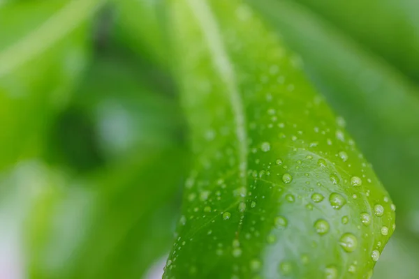 Close Green Leaf Water Drops — Stock Photo, Image