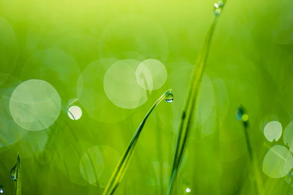 Зеленая Трава Капельками Росы Солнечное Время — стоковое фото