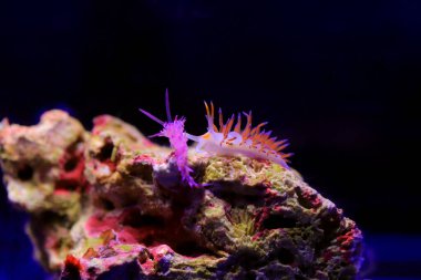 Akdeniz 'in renkli çıplak dalları Flabellina affinis sualtı çekimi