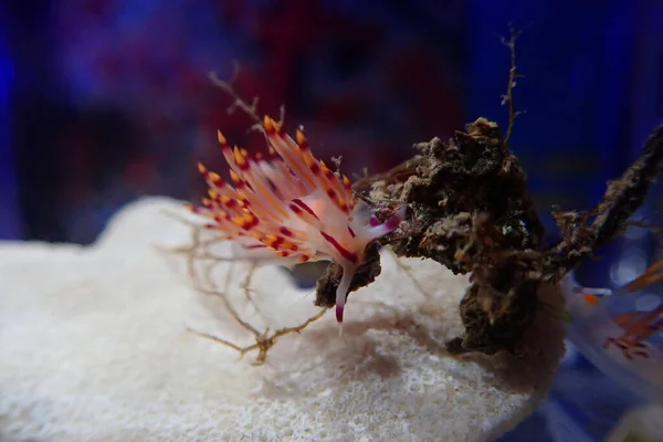 Podwodne Ujęcie Morzu Śródziemnym Kolorowego Nudibranch Flabellina Affinis — Zdjęcie stockowe
