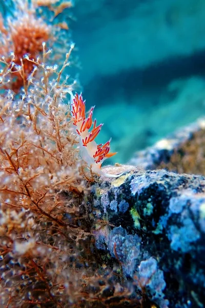Underwater Shot Mediterranean Sea Colorful Nudibranch Flabellina Affinis — Stock Photo, Image