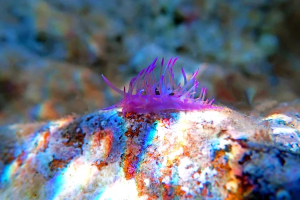 Onderwaterfoto Middellandse Zee Van Kleurrijke Naaktslak Flabellina Affinis — Stockfoto