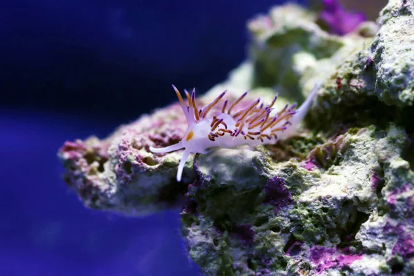 カラフルなヌーディブランチの地中海で水中撮影 Flabellina Affinis — ストック写真