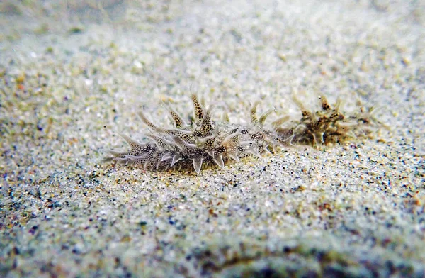 自慢の毛深い海のウサギ Bursatella Leachii — ストック写真
