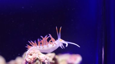 Akdeniz 'in inanılmaz renkli çıplaklık videosu - Flabellina affinis