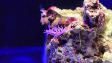 Akdeniz 'in inanılmaz renkli çıplaklık videosu - Flabellina affinis