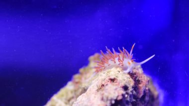 Akdeniz 'in inanılmaz renkli çıplaklık videosu - Flabellina affinis