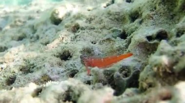 Kırmızı-siyah tripteronotum blenny balığının sualtı görüntüleri.)