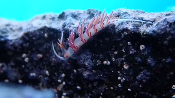 Βίντεο Από Μεσογειακό Καταπληκτικό Πολύχρωμο Nudibranch Flabellina Affinis — Αρχείο Βίντεο
