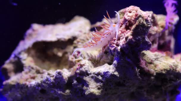 Wideo Morza Śródziemnego Niesamowite Kolorowe Nudibranch Powinowactwo Flabellina — Wideo stockowe