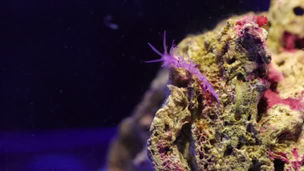 Video Von Mittelmeer Erstaunlich Bunte Nacktschnecke Flabellina Affinis — Stockvideo