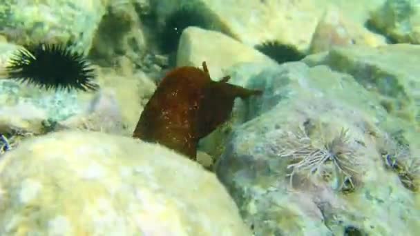 Unterwasserszene Mittelmeer Mit Gesprenkelten Seepferdchen Aplysia Fasciata — Stockvideo