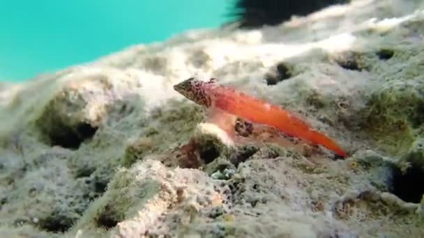 Undervattensbilder Röd Svart Triplefin Blenny Fisk Tripterygion Tripteronotum — Stockvideo