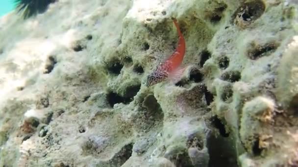 Podvodní Záběry Červenočerných Tříploutvých Mlžných Ryb Tripterygion Tripteronotum — Stock video