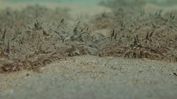Onderwatervideo Van Kolonie Ragged Sea Hare Bursatella Leachii — Stockvideo
