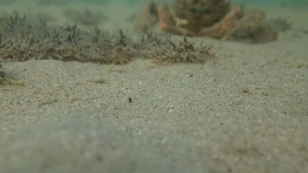 ラッグ海ウサギのコロニーの水中ビデオ Bursatella Leachii — ストック動画