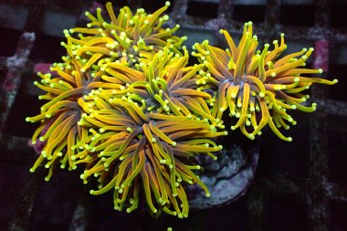 Altın Meşale Mercan ve Pahalı - Euphyllia Glabrescens 