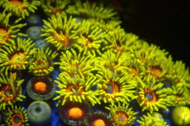 Renkli Zoanthids polipleri, fotoğrafçılığı kapatın