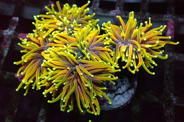 Antorcha Dorada Coral Rara Caro Euphyllia Glabrescens — Foto de Stock