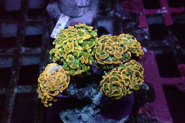Çekiç Lps Renkli Mercan Euphyllia Ancora — Stok fotoğraf