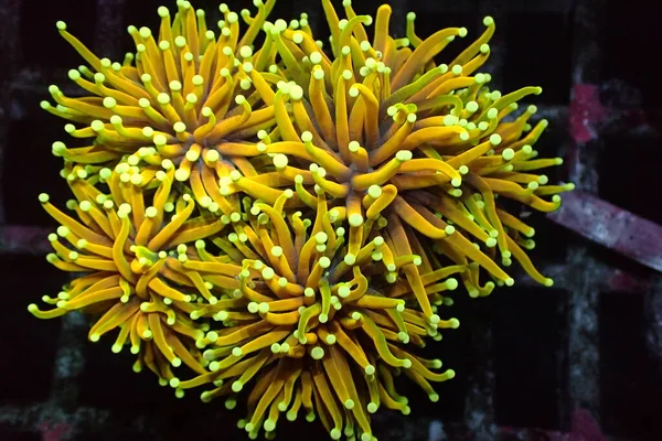 Antorcha Dorada Coral Rara Caro Euphyllia Glabrescens — Foto de Stock