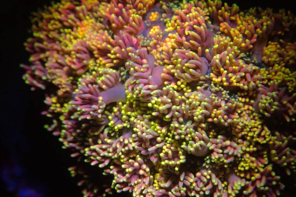 Goniopora - The Flower Pot LPS coral 