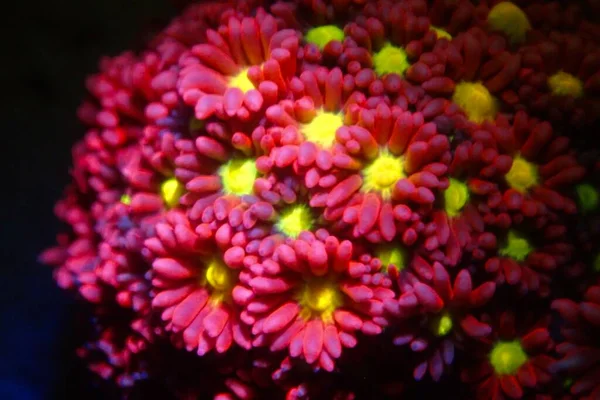 Goniopora Flower Pot Lps Coral — стокове фото