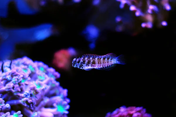 Mercan Resifi Akvaryum Tankında Yıldızlı Kartaneli Blenny Balığı — Stok fotoğraf