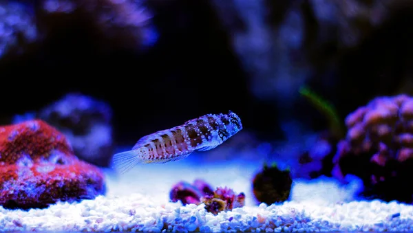 Stern Oder Schneeflockenblenny Fische Aquarium Des Korallenriffs — Stockfoto