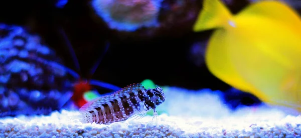 Starry Snowflake Blenny Fish Coral Reef Aquarium Tank — 스톡 사진