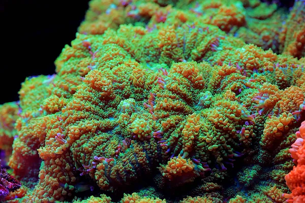Kolorowe Rhodactis Kolonii Grzybów Koralowców Miękkich — Zdjęcie stockowe