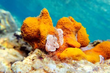 Akdeniz Sarı Tüplü Deniz Süngeri - Aplysina Aerophoba