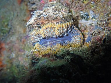 Akdeniz Kaya çiçeğinin nadide görüntüsü şakayık Phymanthus çarmıhı