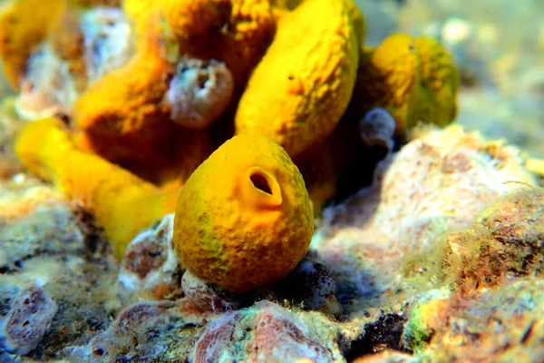 Mediterranean Yellow Tube Sea Sponge Aplysina Aerophoba — Stock Photo, Image