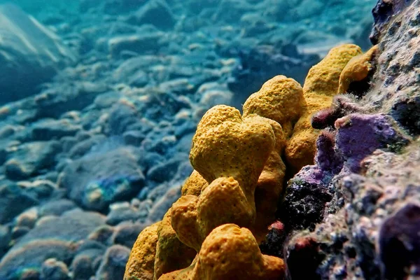 Mediterranean Yellow Tube Sea Sponge Aplysina Aerophoba — Stock Photo, Image