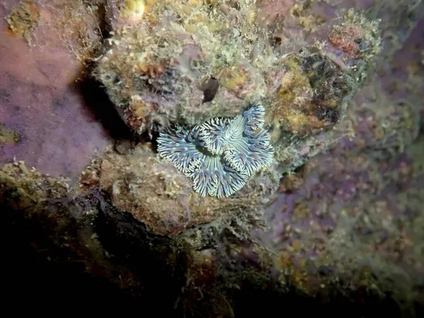 Gambar Langka Dari Anemon Bunga Batu Mediterania Penyaliban Phymanthus — Stok Foto