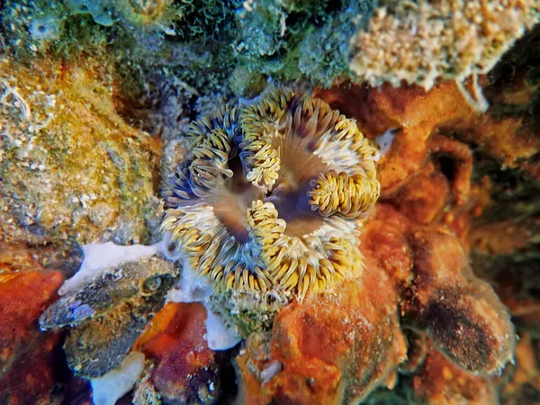 Immagine Rara Dell Anemone Del Fiore Roccia Mediterranea Phymanthus Crucifer — Foto Stock