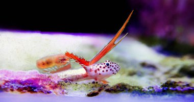 Spike-fin Alevli Karides Goby - Discordipinna griessingeri